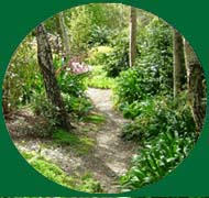 Silver Birch path.