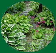 Bog Garden.