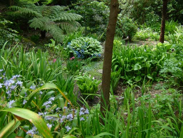 Bog Garden.