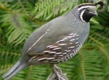 Photo of Quail in Garden.