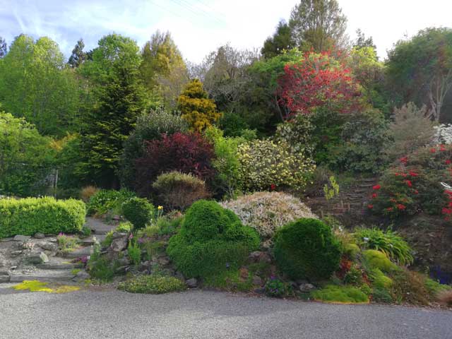 Rhododendron Bank.